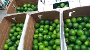 LIMES 10# BOX (APX 50 COUNT)
